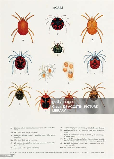 Types of Mites, A-A1 Protzia eximia , B-B1 Limnesia fulgida C-C1 ...