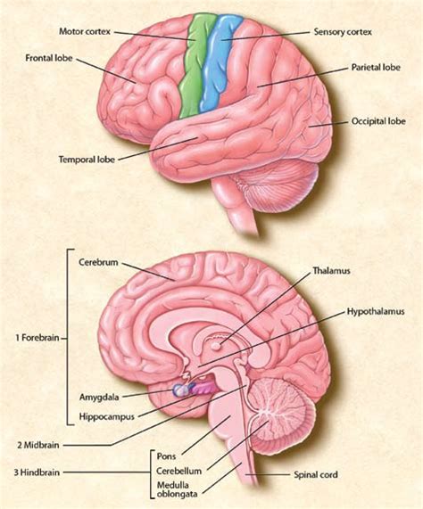 BRAIN INFO: Our Forebrain, Midbrain and Hindbrain