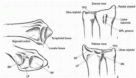 Scaphoid And Lunate Fossa