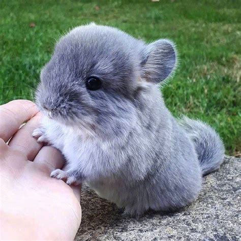 сохраненки #сохраненки in 2020 | Chinchilla cute, Cute animals, Cute ...