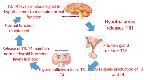 [Solved] The hypothalamus produces the thyroid-releasing hormone (TRH ...