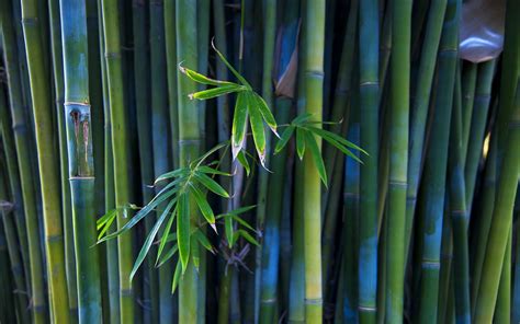 Green Bamboo Wallpapers - Wallpaper Cave