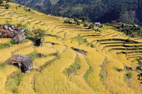 Rice terrace,Bali stock image. Image of paddy, steps - 19306487