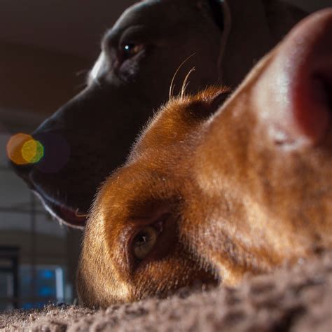 Weimaraner and a Vizsla ready for a nap. Hunting Dogs. Maryland film ...