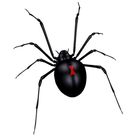 Free Black Widow Spider Art, Download Free Black Widow Spider Art png ...