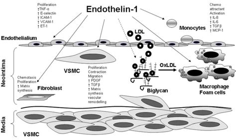 The pro-atherogenic effects of ET-1 on vascular cells. Atherosclerosis... | Download Scientific ...