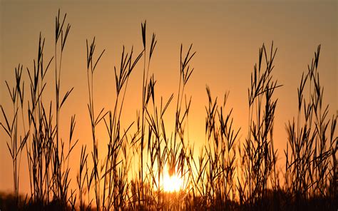 Sunset Grass Silhouette HD wallpaper | nature and landscape | Wallpaper Better