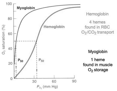 The oxygen binding curve (22) | Download Scientific Diagram