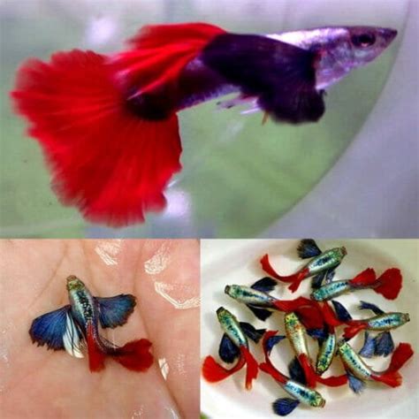 Aquarium Central -Guppies - Red Platinum Dumbo Guppy 2cm - MALE - Aquarium Central