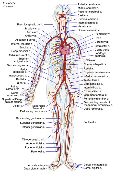 Blood Vessels Labeled Diagram Vascular System Models Arteries | My XXX ...