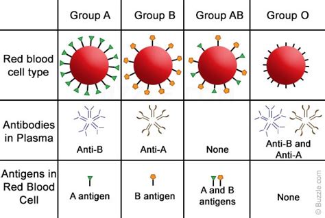 Blood group chart – Printable graphics