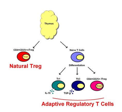 Regulatory T cells and their role in rheumatic diseases: a potential ...