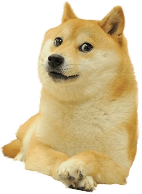 Doge Full Smiling transparent PNG - StickPNG