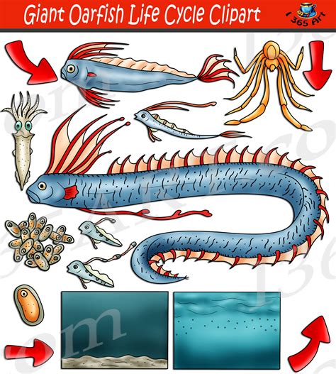 Giant Oarfish Life Cycle Clipart Set Download - Clipart 4 School