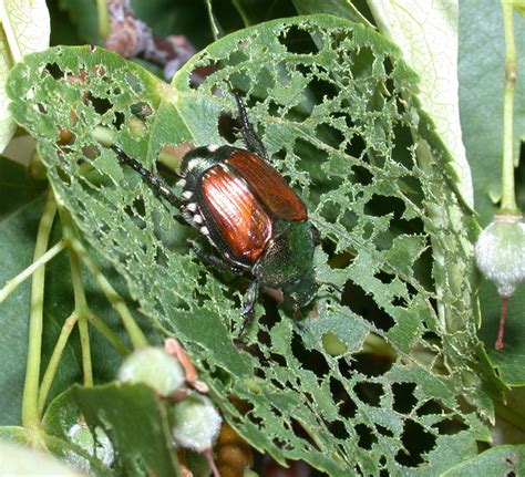 Who Let the Bugs Out? | Purdue | entomology | insect | collect ...