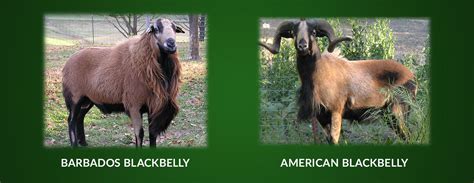 Barbados Blackbelly Sheep Association International (BBSAI)