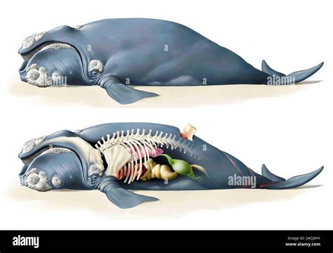 Whale anatomy. Artworks showing a dead beached whale (top) and its ...