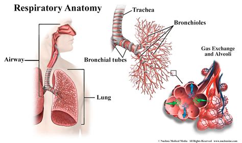 How the Lungs Work - The Respiratory System | NHLBI, NIH