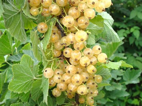 White Currant - Prairie Gardens