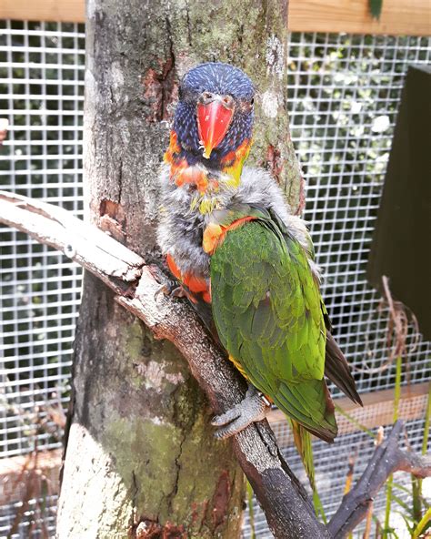 Brevard Zoo, Florida Photography, Parrot, Bird, Animals, Parrot Bird ...