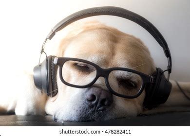 7,220 Dog headphones Images, Stock Photos & Vectors | Shutterstock