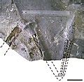 Category:Aptian fossils - Wikimedia Commons