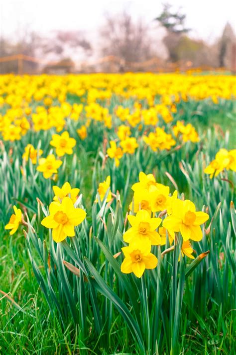 yellow daffodils - Paleo Spirit