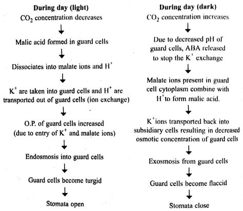 Explain the mechanism of opening and closing of stomata.