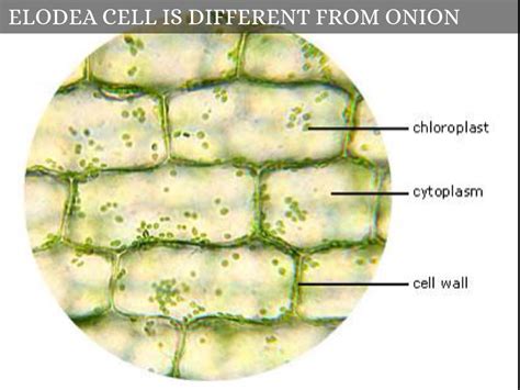 Does Onion Cells Have Cell Wall at Donald Hardy blog