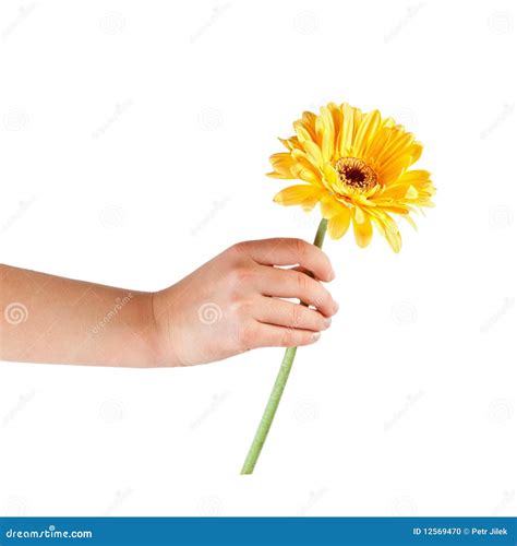 Hands holding flower stock photo. Image of love, spiritual - 12569470