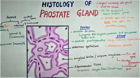 Histology Of PROSTATE GLAND - YouTube