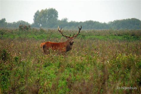 "Red Deer Hart" by Jo Nijenhuis | Redbubble