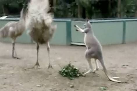 Kangaroo vs. Emu: Fight! | RTM - RightThisMinute
