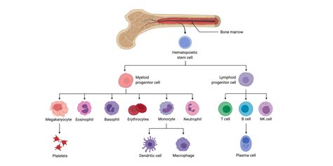 Immunology: What Cells Have a Myeloid Lineage and How Are they Identified?