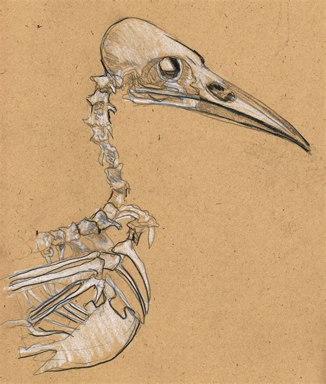 Crow Skull Drawing at GetDrawings | Free download