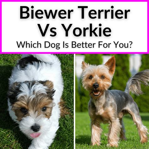 What Is The Difference Between A Biewer And Parti Yorkie