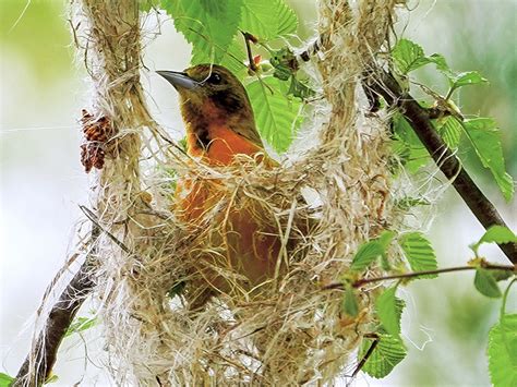 The Female Oriole Weaves a Nest | BirdNote