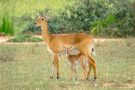 Free Photo | Closeup shot of a baby deer standing near its mother wit blurred natural background