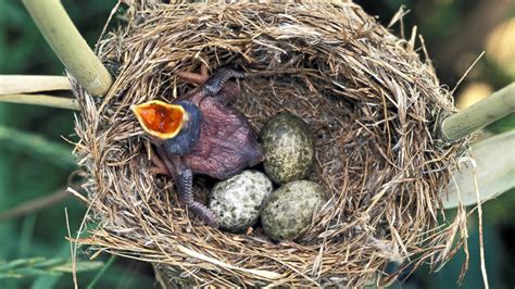 How the Cuckoo Wages an 'Evolutionary Arms Race' - ABC News