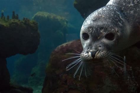 Hawaiian Monk Seal Facts: Habitat, Diet, Conservation, & More