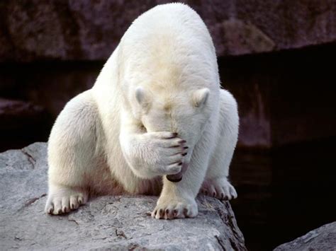 sad polar bear Blank Template - Imgflip