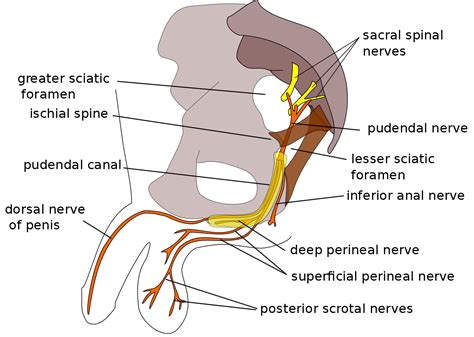 Everything You Need to Know About Pudendal Nerve Block