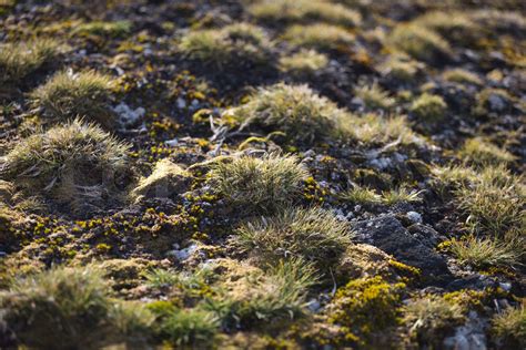 Macrophoto of Deschampsia antarctica, the Antarctic hair grass, one of ...