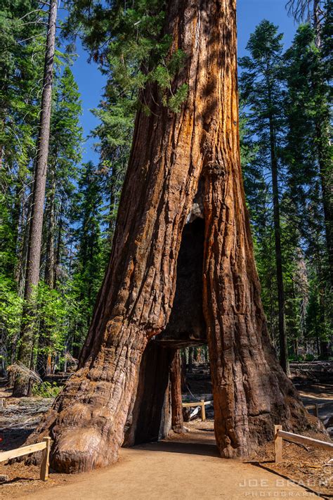 Mariposa Grove of Giant Sequoias Photos - Joe's Guide to Yosemite ...