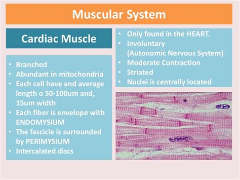 Cardiac Muscle