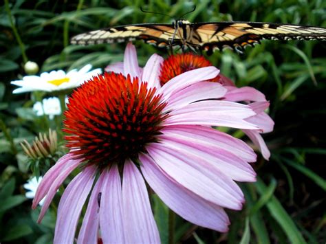 Butterfly on Purple Coneflower | This is the same butterfly … | Flickr