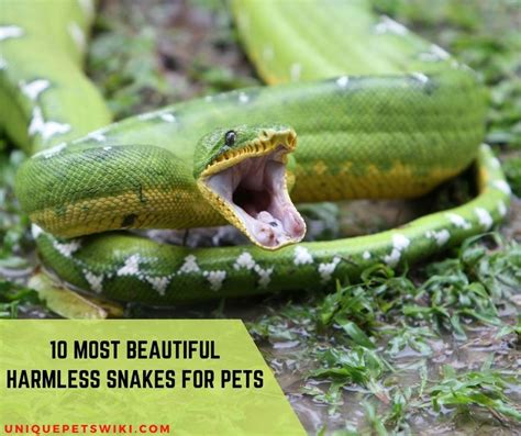 10 Most Beautiful Harmless Snakes For Pets (With Pictures)