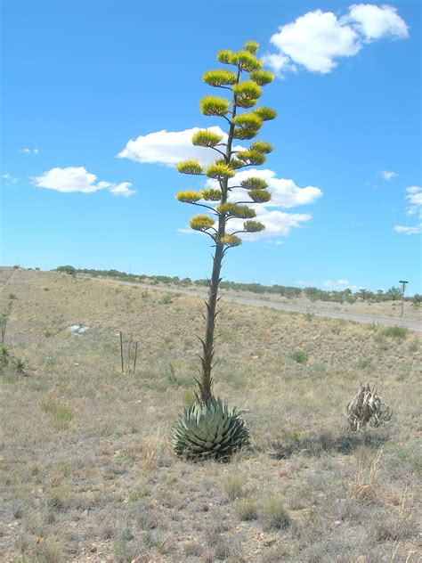 Parry’s agave : The Arizona Native Plant Society