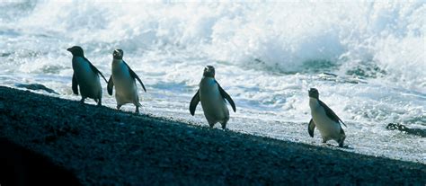 Penguins in New Zealand | Things to see and do in New Zealand