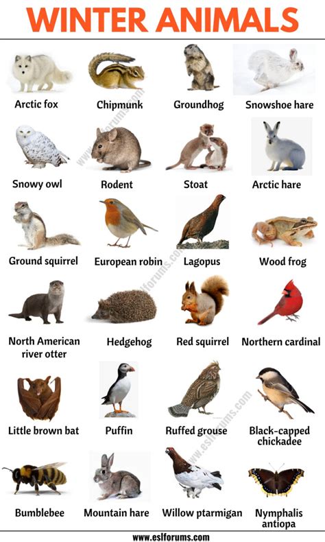 51 Winter Animals: List of Interesting Winter Animals in English - ESL Forums